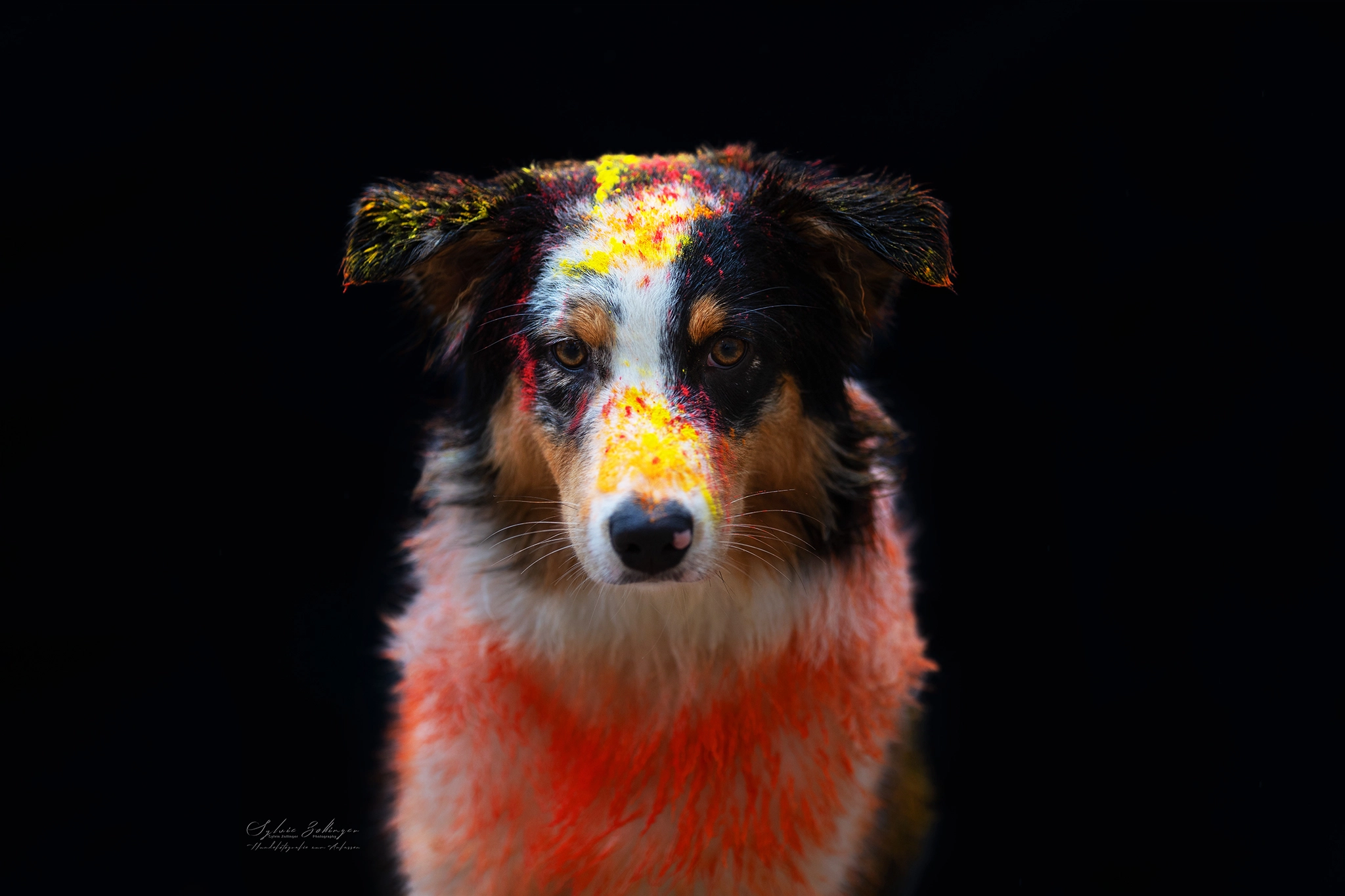 Holishooting Hundefotografie