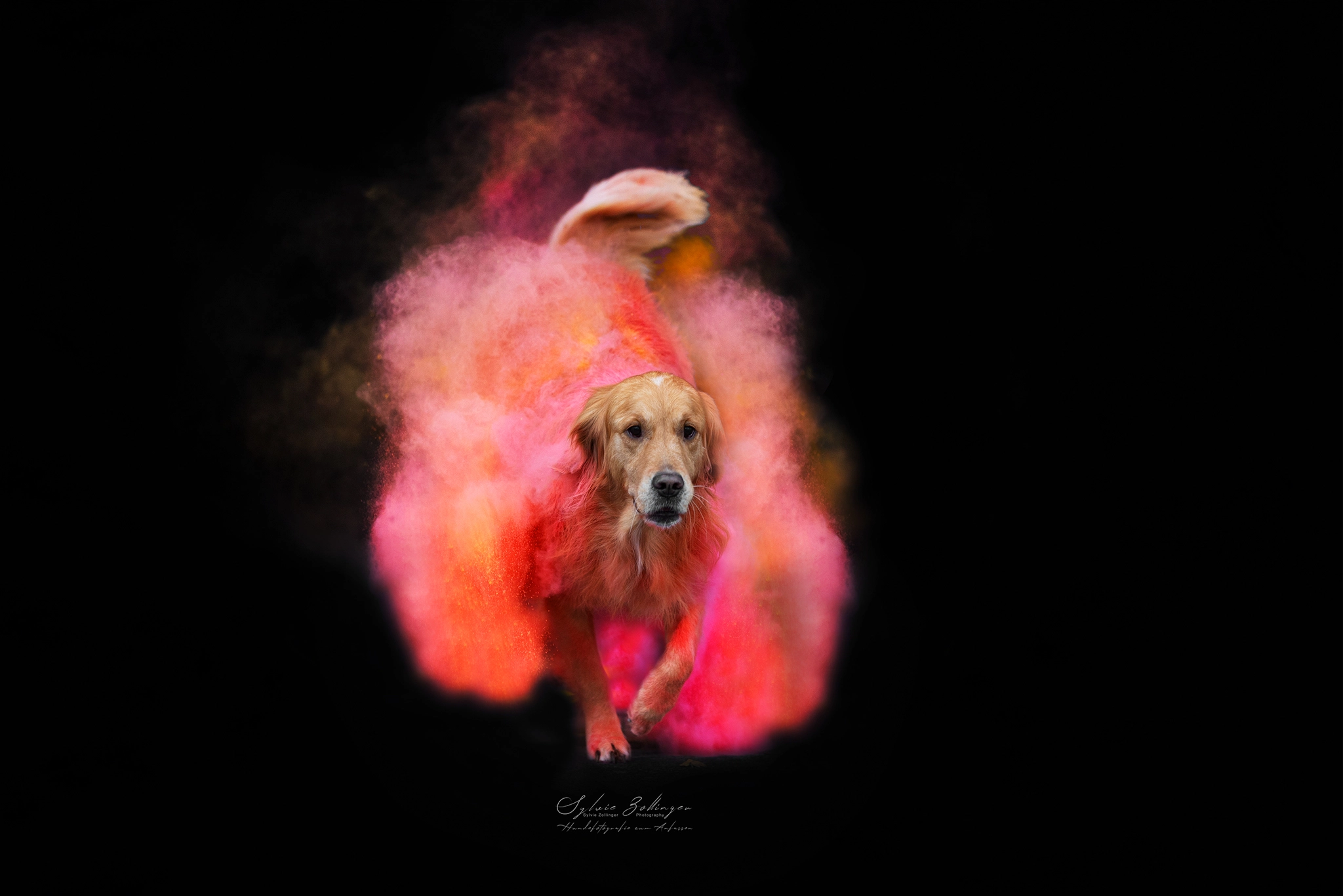 Holishooting Hundefotografie