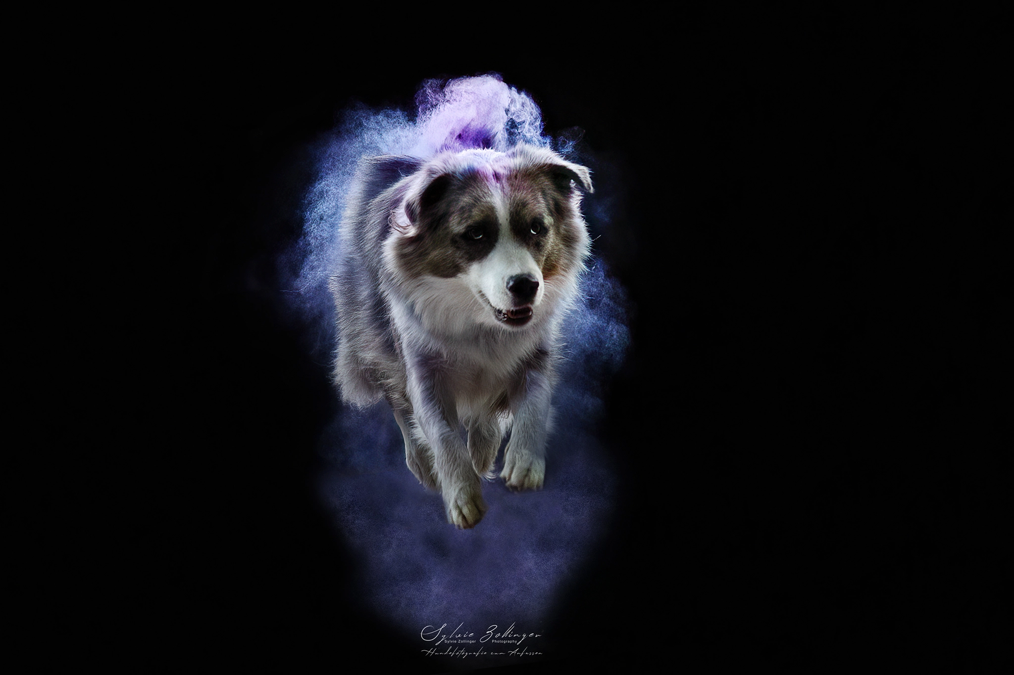 Holishooting Hundefotografie