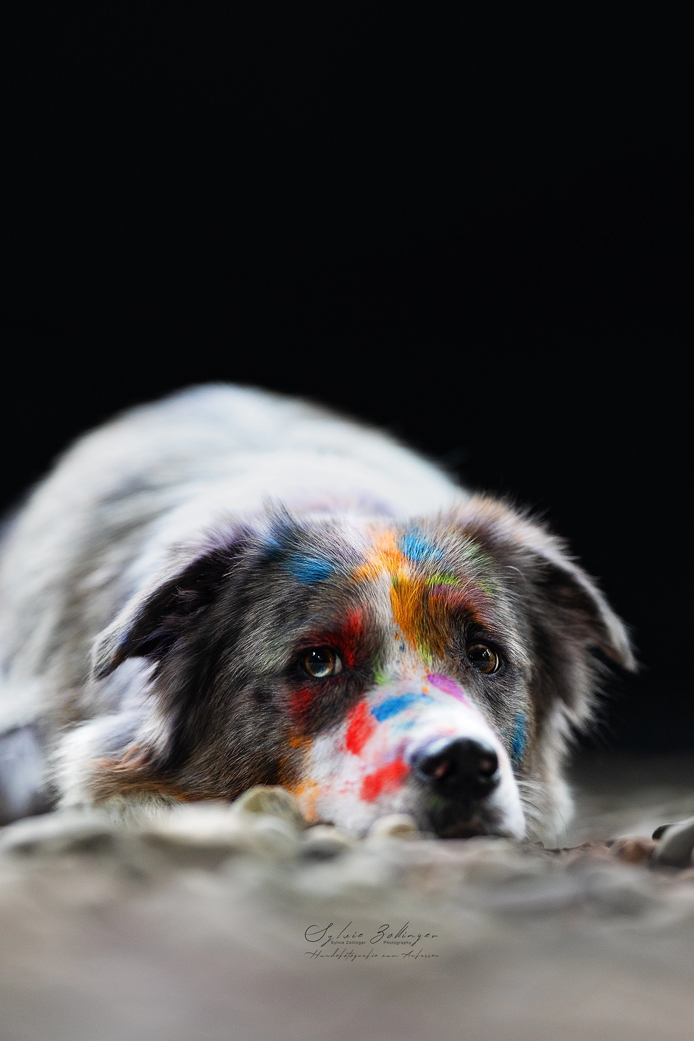 Holishooting Hundefotografie