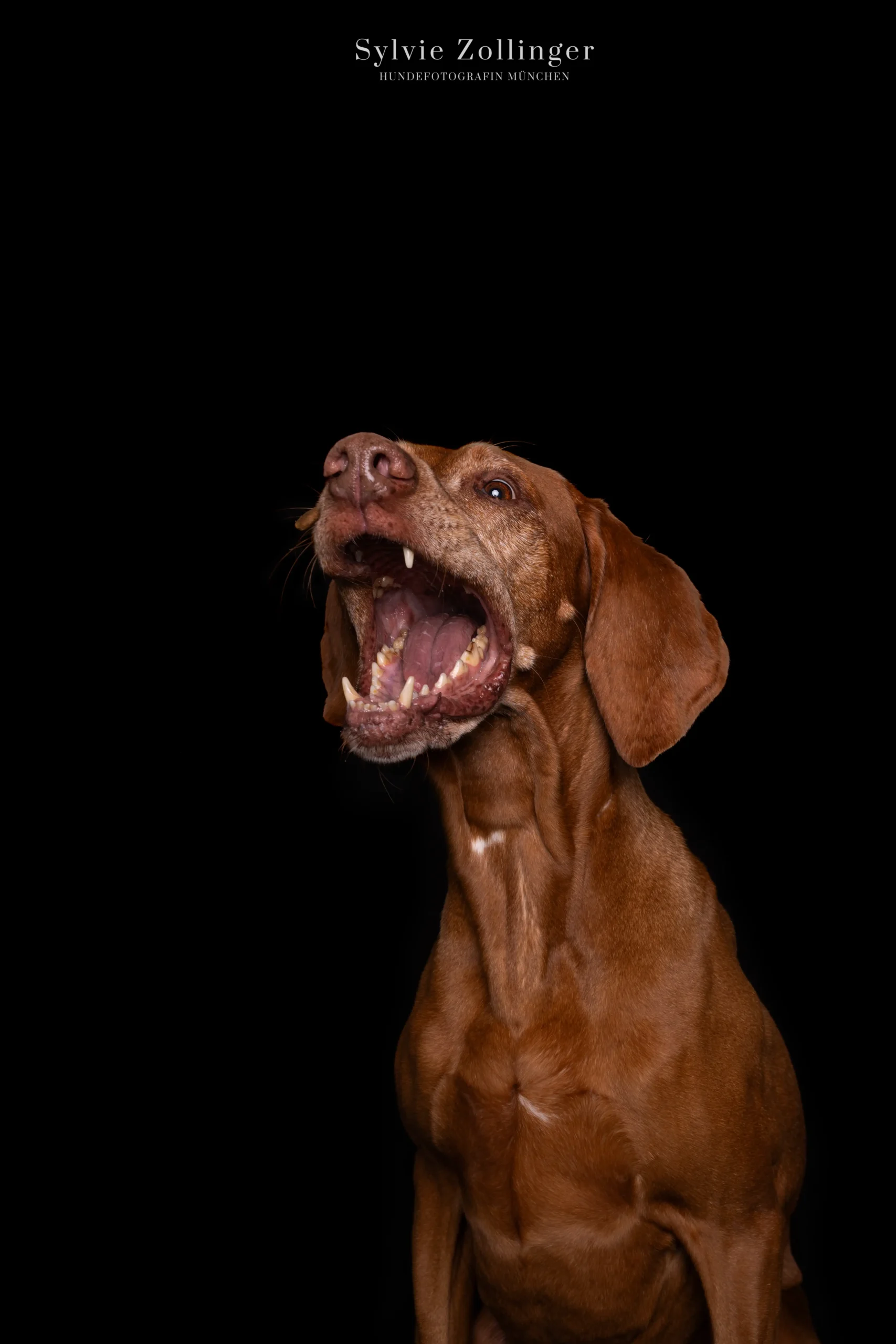 Studioshooting Hundefotografie