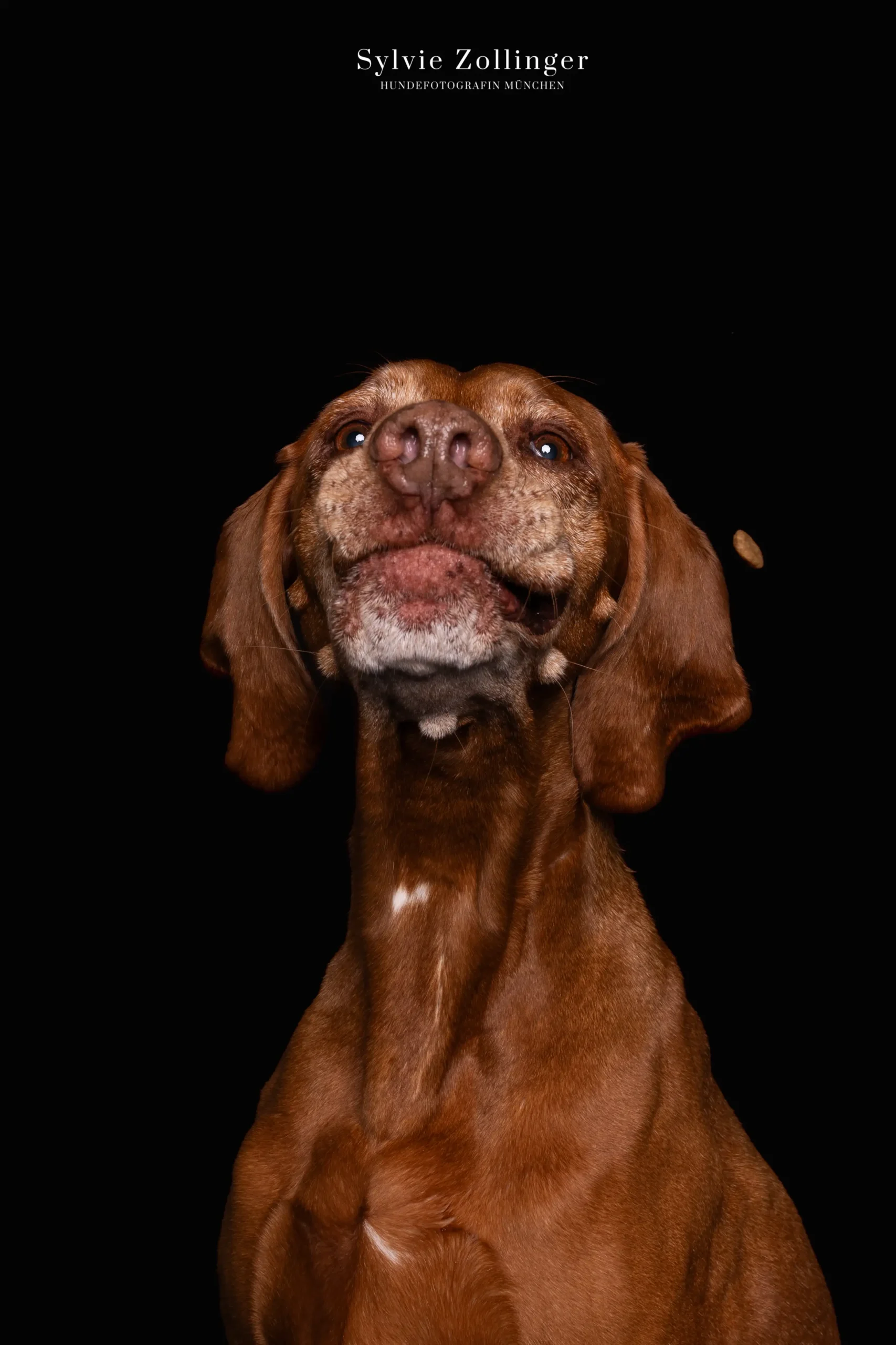 Studioshooting Hundefotografie