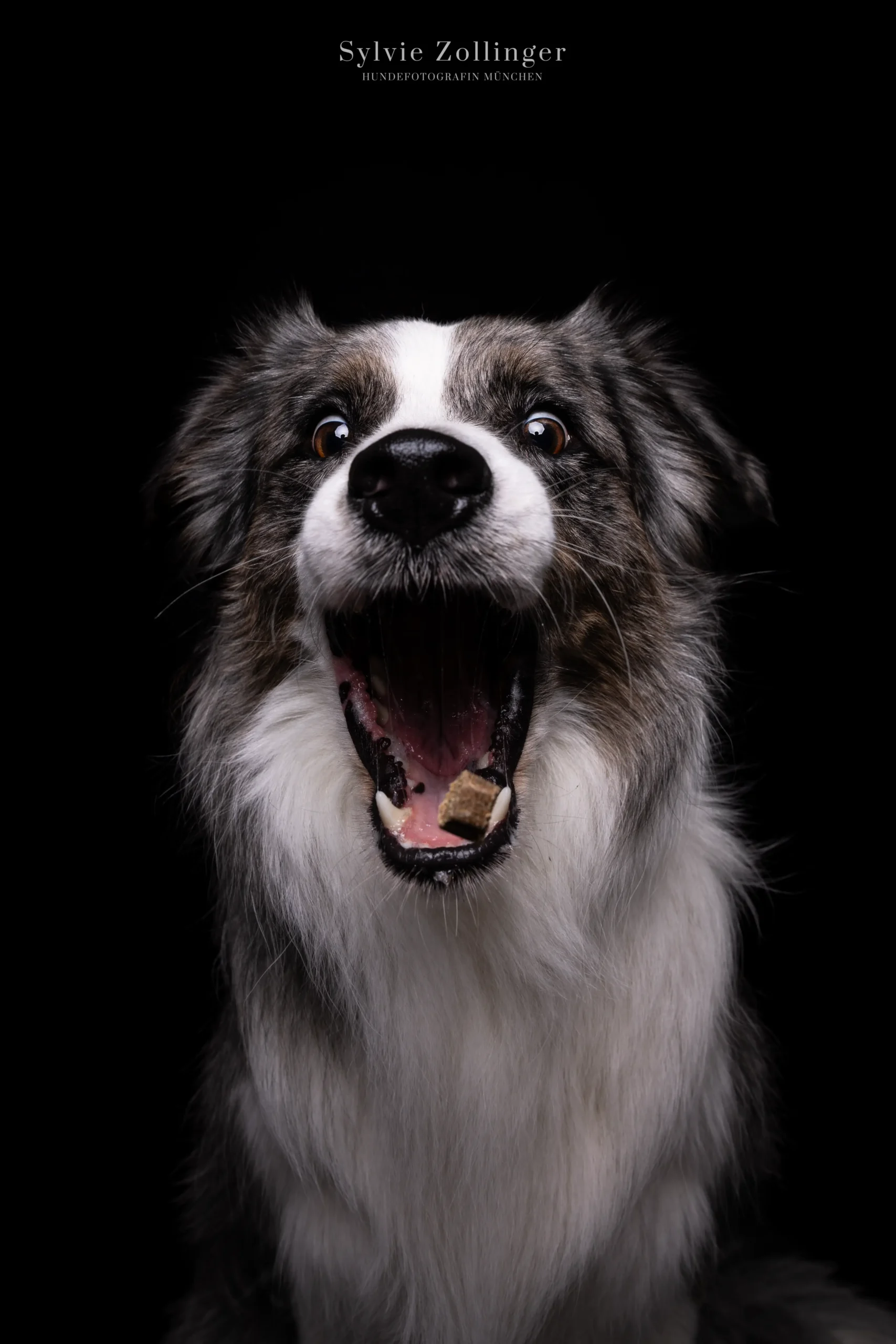 Studioshooting Hundefotografie