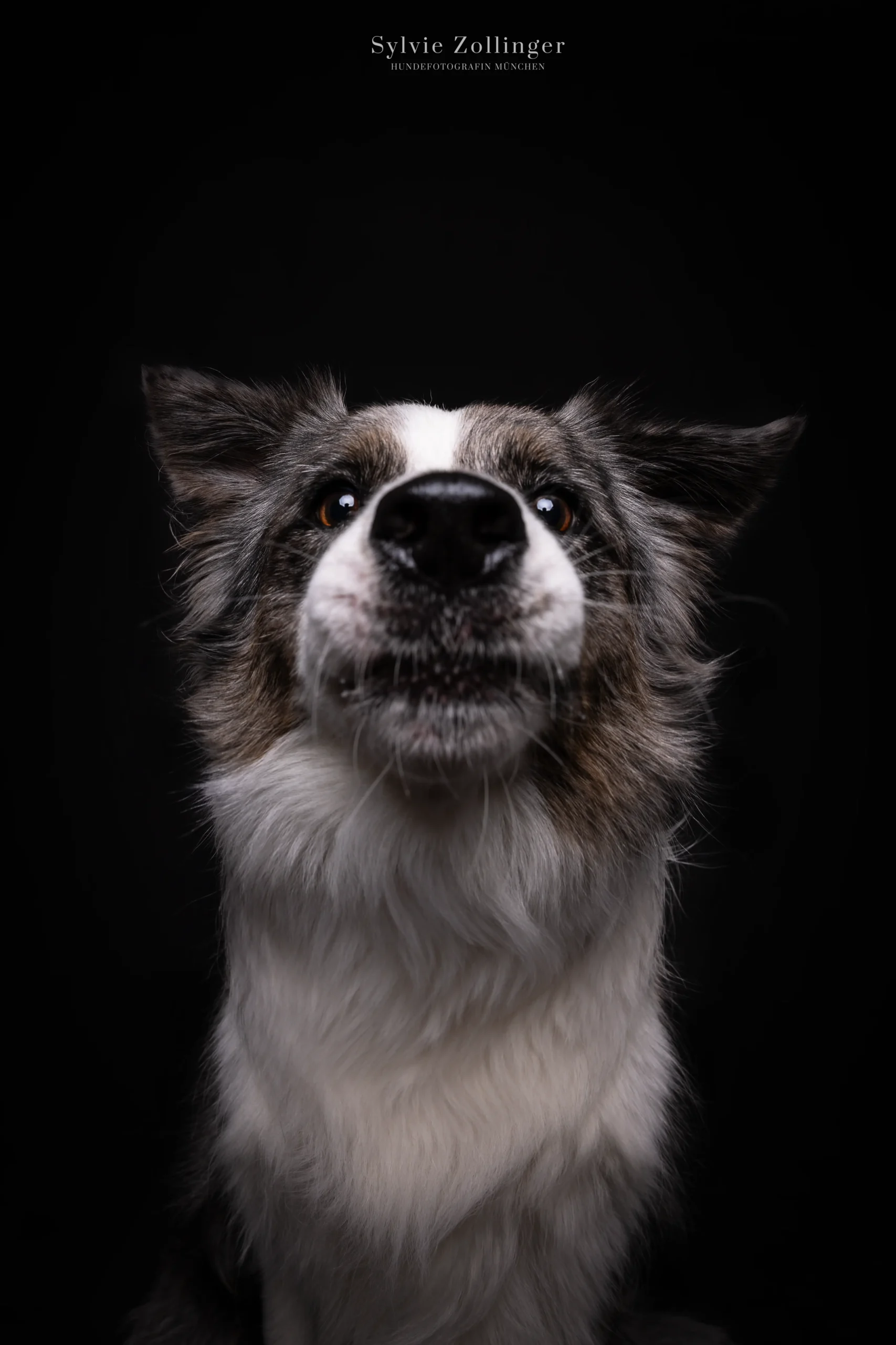 Studioshooting Hundefotografie