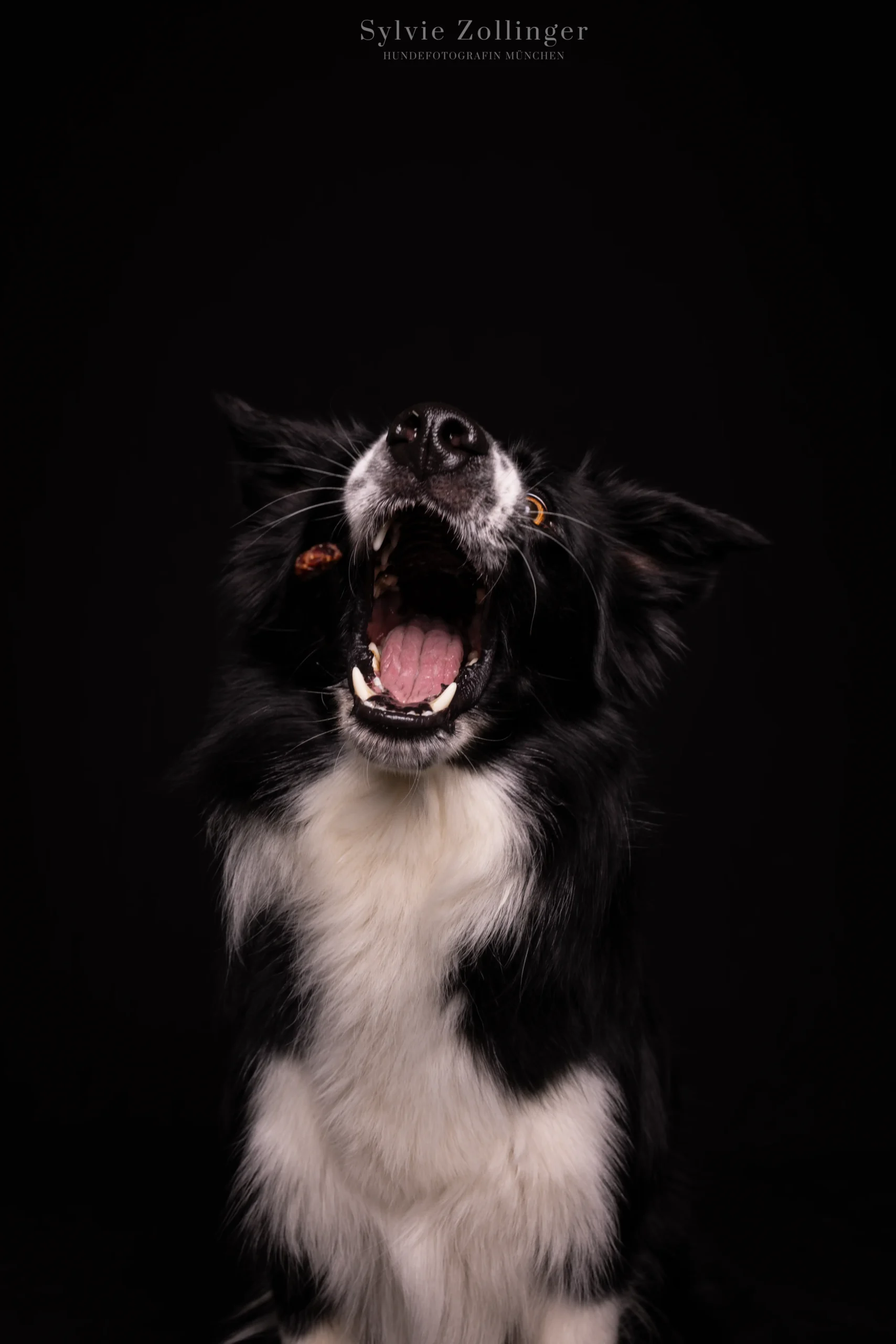 Studioshooting Hundefotografie