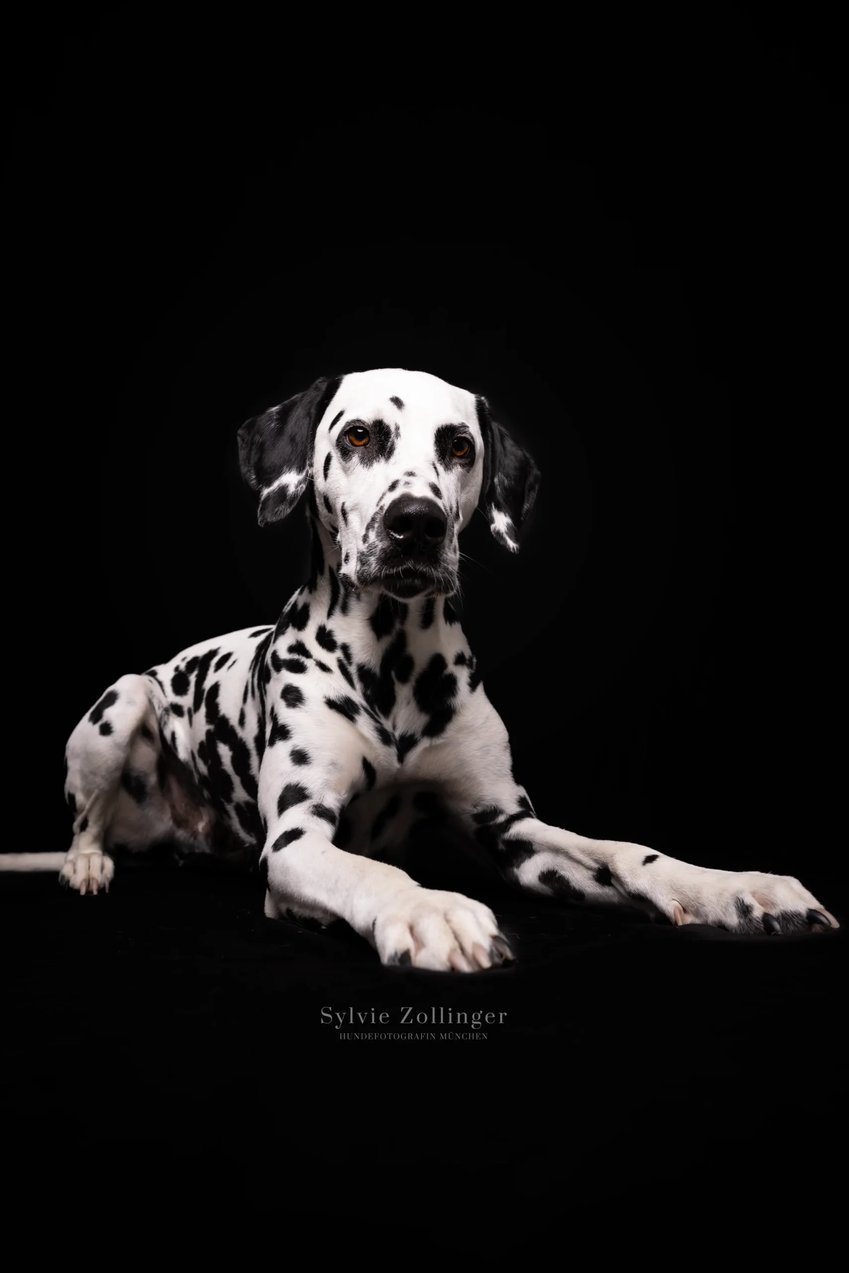 Studioshooting Hundefotografie