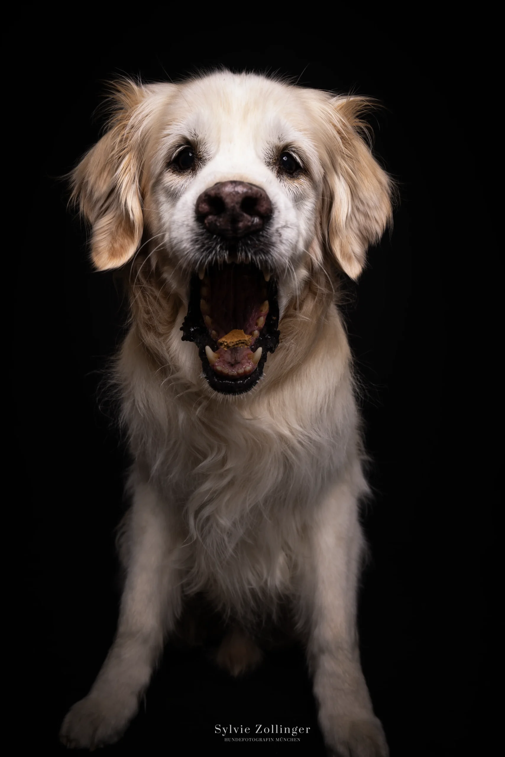 Studioshooting Hundefotografie Schnappbilder