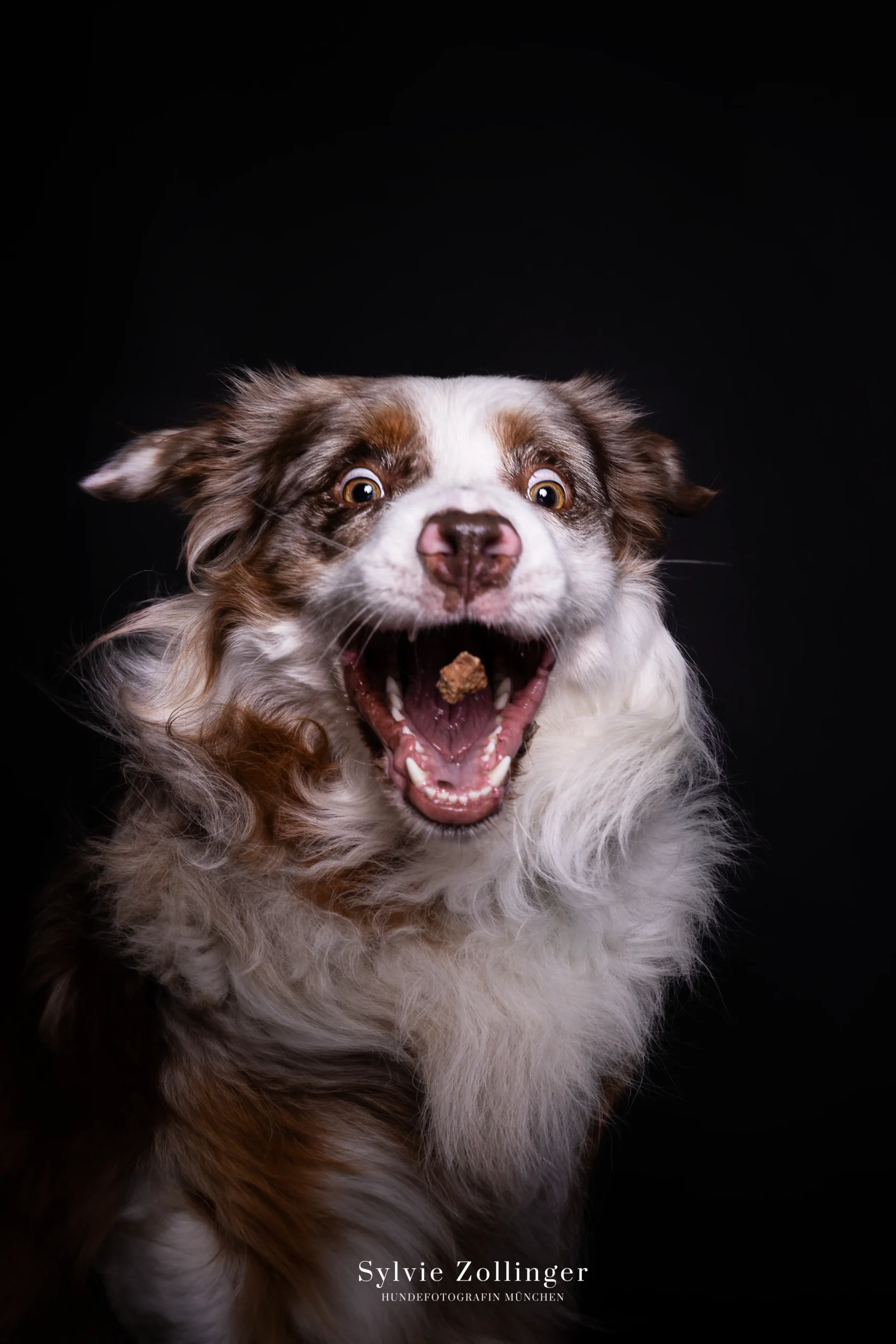 Studioshooting Hundefotografie
Schnappbilder